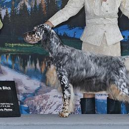 English Setters from Julie's English Setters