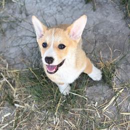 Cookie - Red male Pembroke Welsh Corgi puppy in Stockton, Utah from BW Corgis