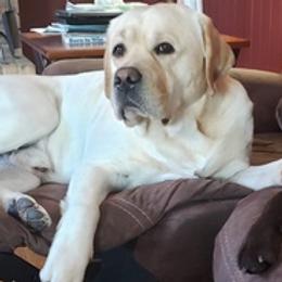 Labrador Retrievers from Jim's Labrador Retrievers