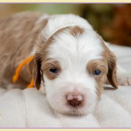 Girl 1 - female Cockapoo puppy in Connersville, Indiana from Deaz Doodle Ranch