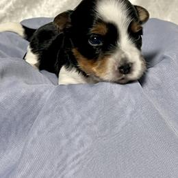 Biewer Terrier Puppies from Dunes Pups