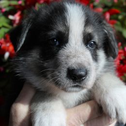 I - Panda male German Shepherd puppy in Yakima, Washington from Bahr-S German Shepherds