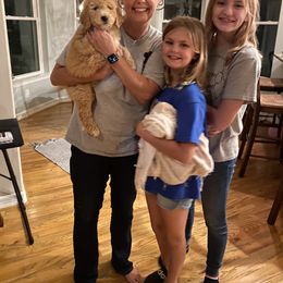 Goldendoodle Puppies from Labradoodleday