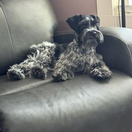 Miniature Schnauzer puppies from West Valley Schnauzers & Dachshunds