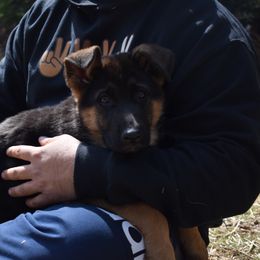 German Shepherd Puppies from Vom Aariz