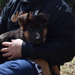 German Shepherd Puppies from Vom Aariz