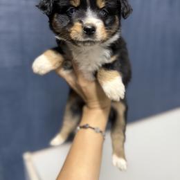 Check - Black tri female Miniature Australian Shepherd puppy in Mount Airy, Georgia from North Georgia Gems
