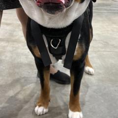 Greater Swiss Mountain Dog All Grown Up from Bugyal Kennel
