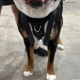 Greater Swiss Mountain Dog All Grown Up from Bugyal Kennel