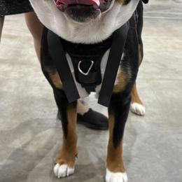 Greater Swiss Mountain Dog All Grown Up from Bugyal Kennel