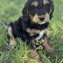 Ziti - Phantom female Goldendoodle puppy in Eugene, Oregon from Oregon's Oodles of poodles & doodles