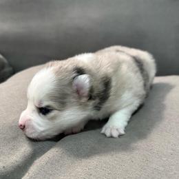 4th born and female puppy - Merle female Pomsky puppy in West Sacramento, California from Pinkie's Pomskies