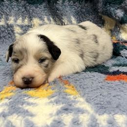 Rumor - Blue merle male Australian Shepherd puppy in Sedalia, Missouri from Affinity Aussies