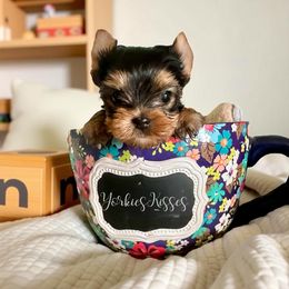 Lala - Blue and gold female Yorkshire Terrier puppy in Kendallville, Indiana from Yorkies Kisses