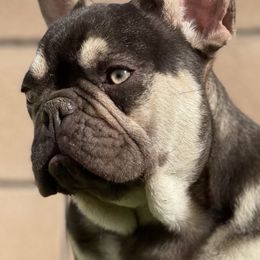 French Bulldogs from Finest Frenchies, LLC