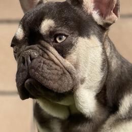 French Bulldogs from Finest Frenchies, LLC