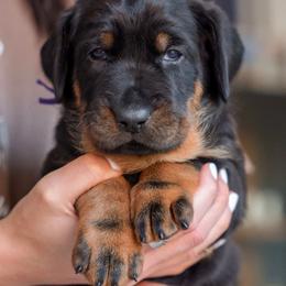 Purple Girl - Black and rust female Beauceron puppy in Henderson, Nevada from Joie de Vie Beaucerons