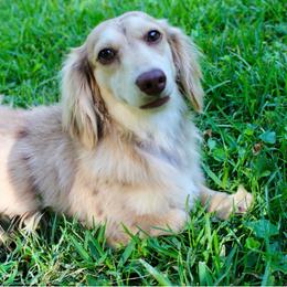Knox - Dachshund