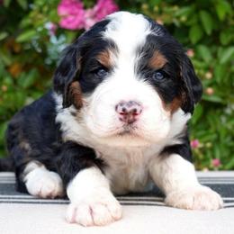 Willow - Tri-color female Bernedoodle puppy in Folsom, Louisiana from DoodlesFarmCo