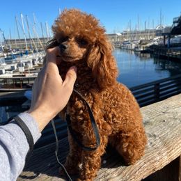 Valentina - Poodle