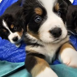 Bernese Mountain Dog Puppies from Jill Stahl Tyler
