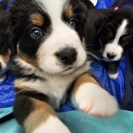 Bernese Mountain Dog Puppies from Jill Stahl Tyler