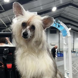 Chinese Cresteds from TopBrass Kennels
