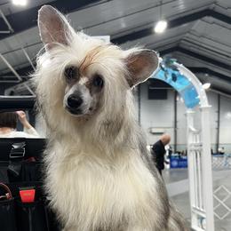 Chinese Cresteds from TopBrass Kennels