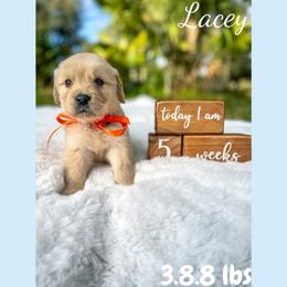 Golden Retriever Puppies from All shades Golden