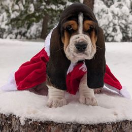 The Evil Queen - Black brown and white female Basset Hound puppy in Polson, Montana from BeautyBea's Flathead Lake Bassets