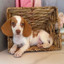 Poppy - Lemon and white female Beagle puppy in West Plains, Missouri from Puppiesulove