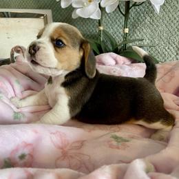 Beagle Puppies from Fuller Beagles