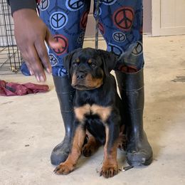 Rottweiler Puppies from Rottweilers Vom Haus Forte