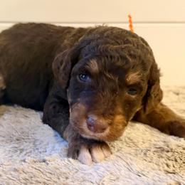 Orange Collar Girl - Phantom female Bernedoodle puppy in San Augustine, Texas from Vintage Doodles