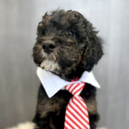 Macintosh (Mac) - Phantom male Goldendoodle puppy in Holly Springs, Georgia from Libby Lou’s Goldendoodles