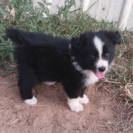 Onxy - Black & white male Miniature Australian Shepherd puppy in Louisville, Mississippi from K & K Livestock