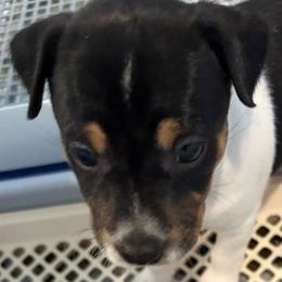 Havana - Black white and tan female Rat Terrier puppy in Savoy, Texas from Rockin EZ Rat Terriers