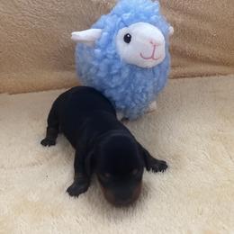 Leo - Black and tan male Dachshund puppy in Humphreys, Missouri from Foster’s Dachshunds