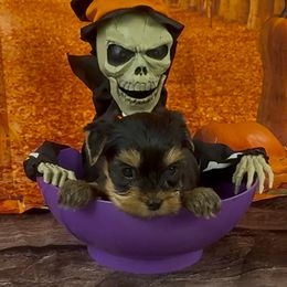 Girl 2 - Blue and gold female Yorkshire Terrier puppy in New Hampton, Iowa from JMAK Dreams