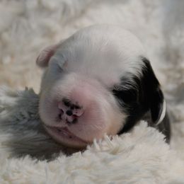 Old English Sheepdog Puppies from Roland Hills Farm