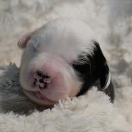 Old English Sheepdog Puppies from Roland Hills Farm