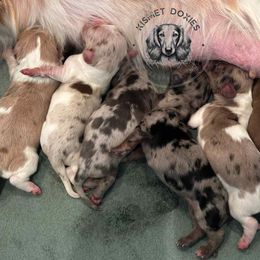 Dachshund Puppies from Kismet Doxies