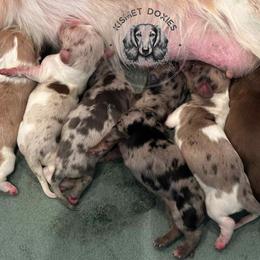 Dachshund Puppies from Kismet Doxies