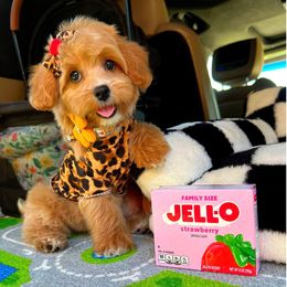 Mocha - Apricot female Maltipoo puppy in Sugar Land, Texas from Celebrity Maltipoos