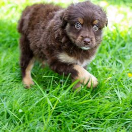 Border Collie, Miniature American Shepherd, and Miniature Australian Shepherd Puppies from Greenbriar Hills