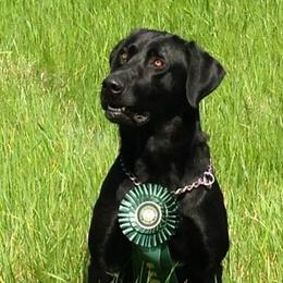 Labrador Retrievers from Wild Oaks Labs