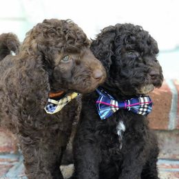 Goldendoodle and Labradoodle Puppies from Oopsie Doodles of NC