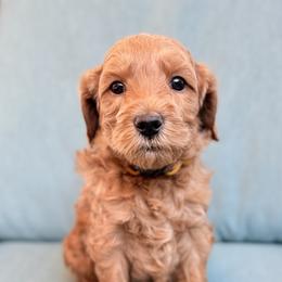 Rex - Apricot male Goldendoodle puppy in Twin Falls, Idaho from Magic Valley Family Doodles