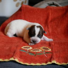B2 - Red mottled male Australian Cattle Dog puppy in Buffalo Valley, Tennessee from Buffalo Valley Breeders