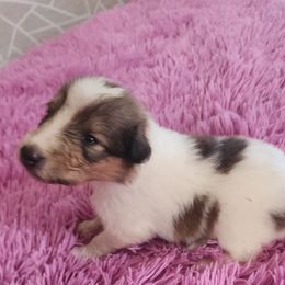 Cookie - Sable and white female Collie puppy in Bellflower, California from Prime Star Collies